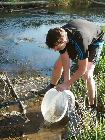 Einsetzen von Brütlingen